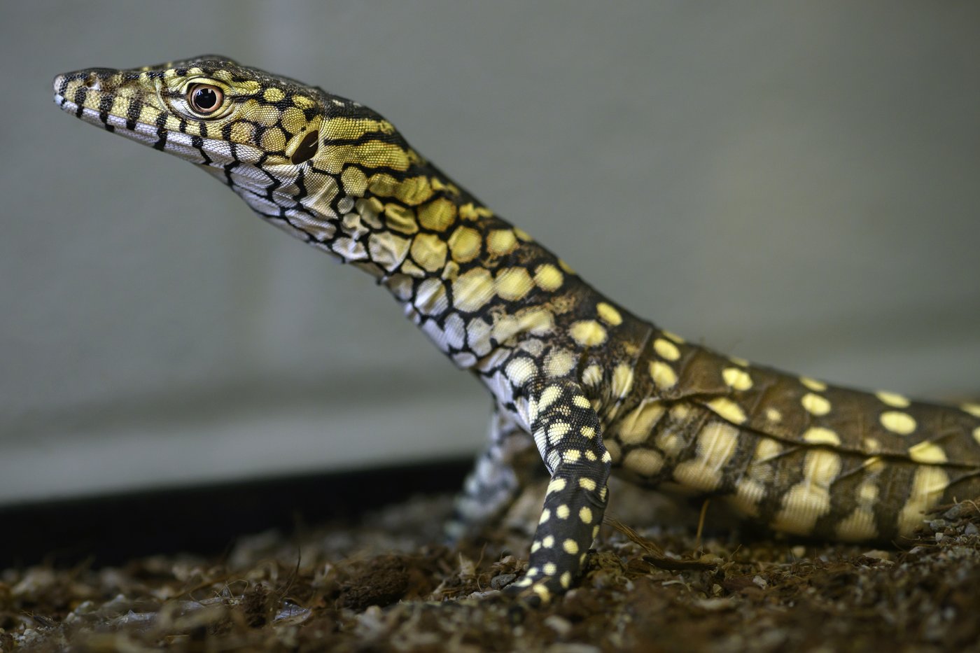 LA Zoo hatches first-ever perentie lizards, one of largest lizard species in the world | iNFOnews.ca LA Zoo hatches first-ever perentie lizards, one of largest lizard species in the world | iNFOnews.ca