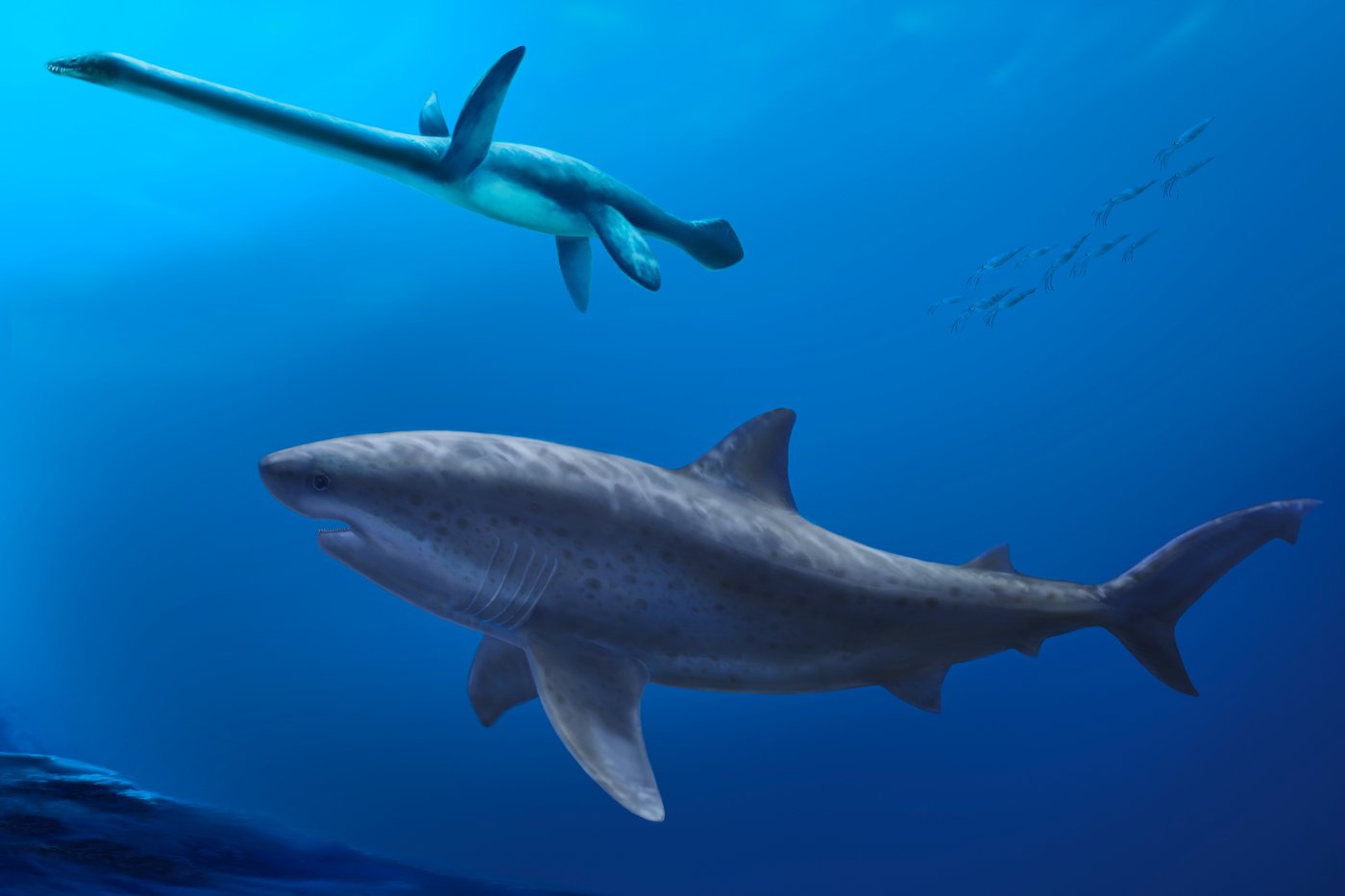 Before megalodon, researchers say a monstrous shark ruled ancient Australian seas | iNFOnews.ca Before megalodon, researchers say a monstrous shark ruled ancient Australian seas | iNFOnews.ca