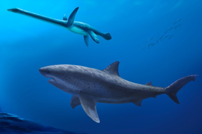 Before megalodon, researchers say a monstrous shark ruled ancient Australian seas | iNFOnews.ca