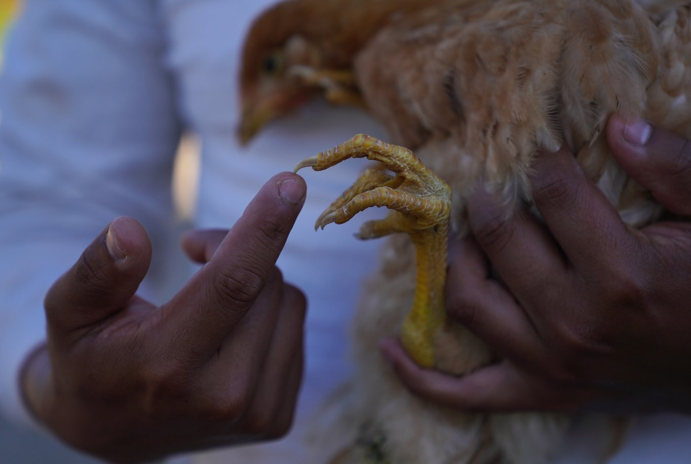 For these Midwest farmers, regenerative agriculture is about more than soil health. It's spiritual | iNwine For these Midwest farmers, regenerative agriculture is about more than soil health. It's spiritual | iNwine