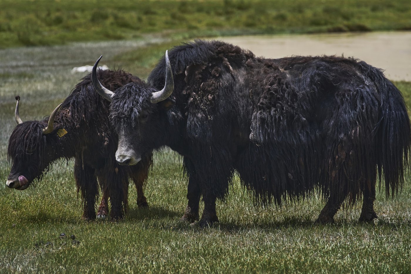 High in India’s Himalayan mountains, yak herders struggle to survive a warming world | iNFOnews.ca