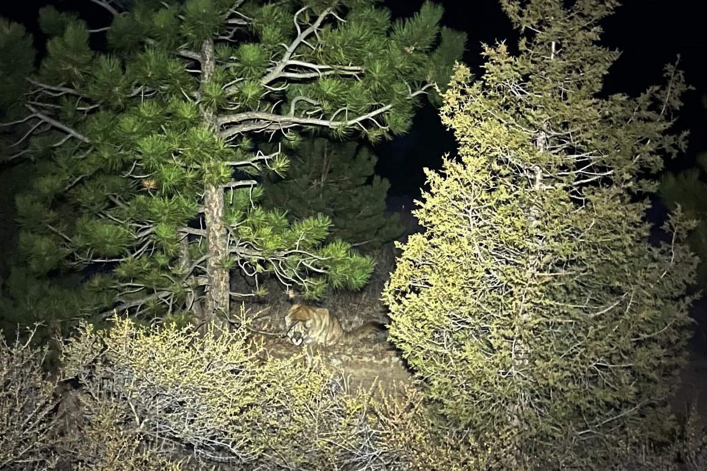 Man fought off a mountain lion weeks before a suspected fatal Colorado attack | iNFOnews.ca Man fought off a mountain lion weeks before a suspected fatal Colorado attack | iNFOnews.ca