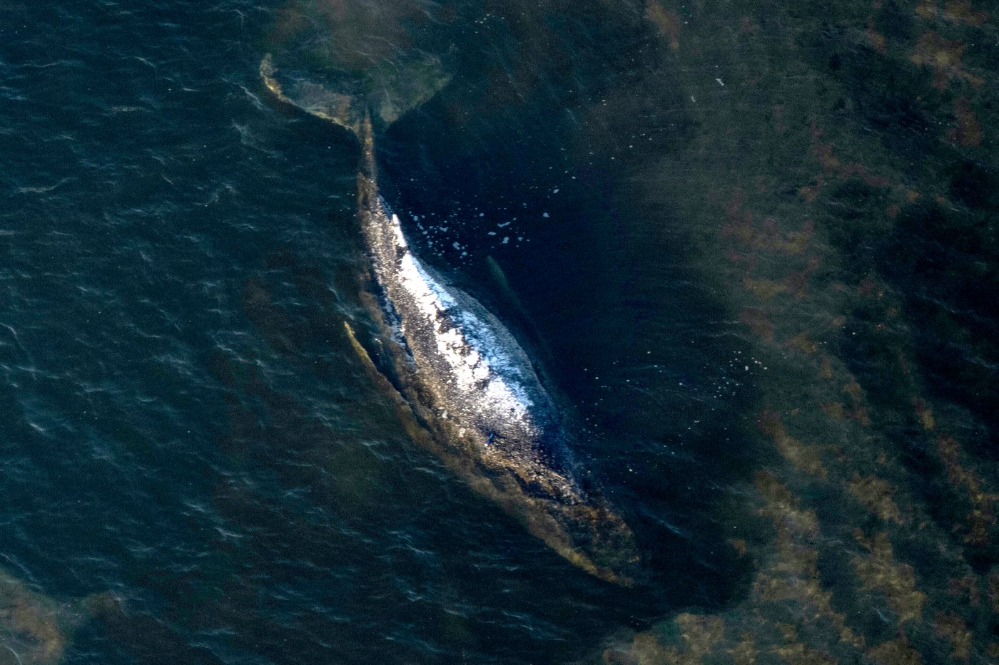 Dead humpback whale brought to shore in Denmark with autopsy set next week | iNFOnews.ca