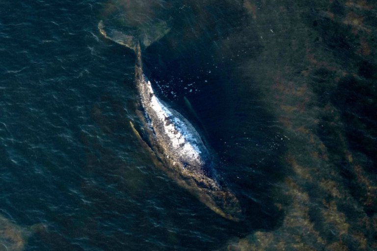 Dead humpback whale brought to shore in Denmark with autopsy set next week | iNFOnews.ca