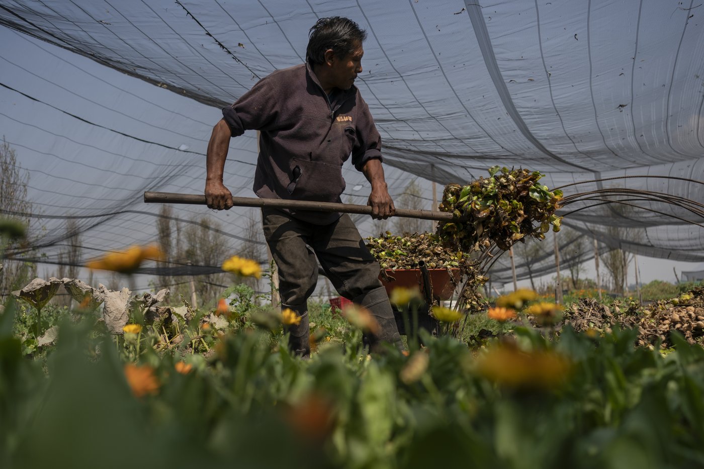 Mexico City’s floating gardens have fed people for hundreds of years. Now they’re threatened | iNFOnews.ca