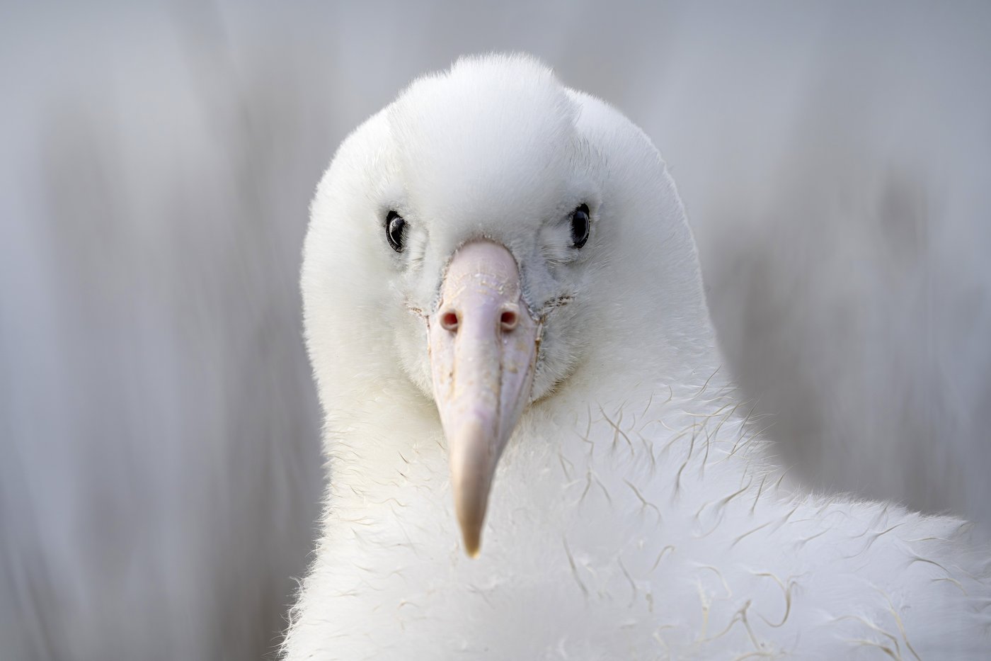 An albatross couple shares egg duty in this captivating low-drama reality show | iNFOnews.ca
