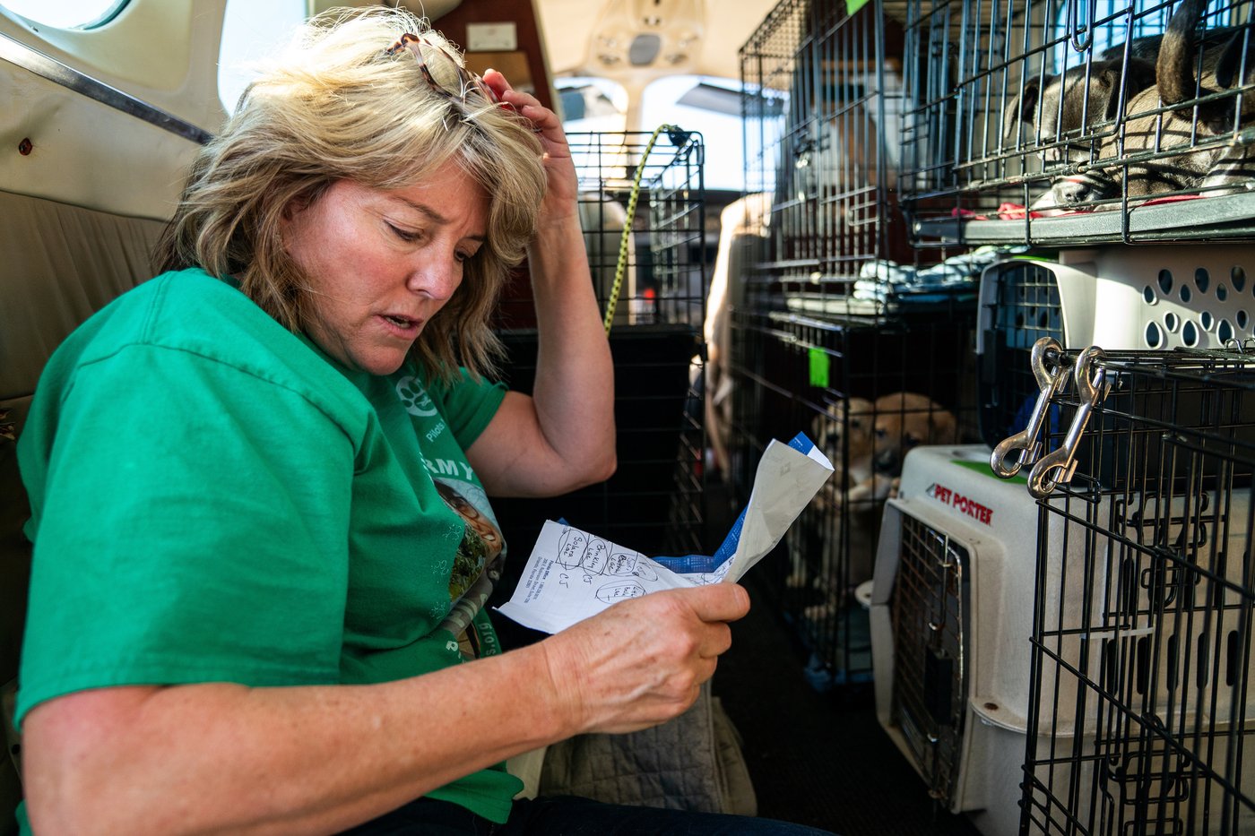 Shelter pets rescued by the revitalized Seuk’s Army in photos | iNFOnews.ca