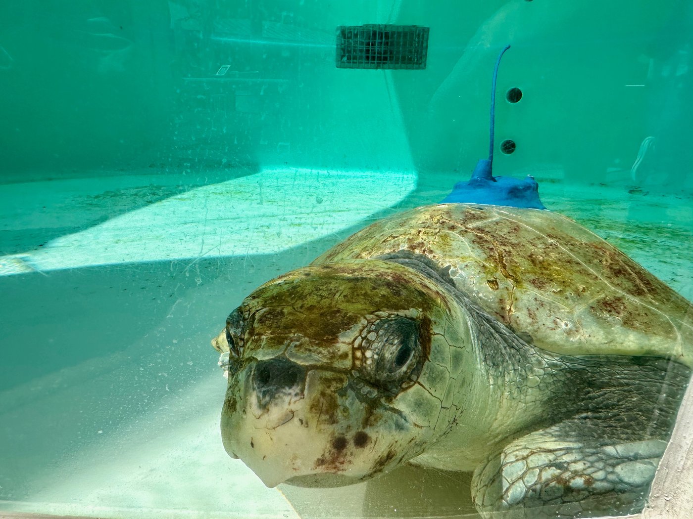 A 3-limbed Kemp's ridley sea turtle is now being tracked at sea by satellite | iNFOnews.ca A 3-limbed Kemp's ridley sea turtle is now being tracked at sea by satellite | iNFOnews.ca