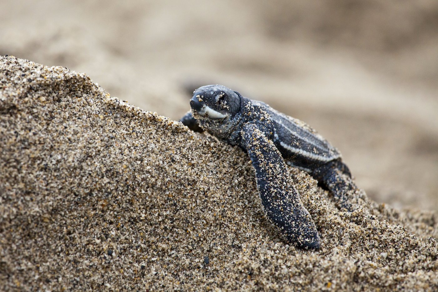 Endangered sea turtle populations show signs of recovery in more than half the world, survey finds | iNFOnews.ca