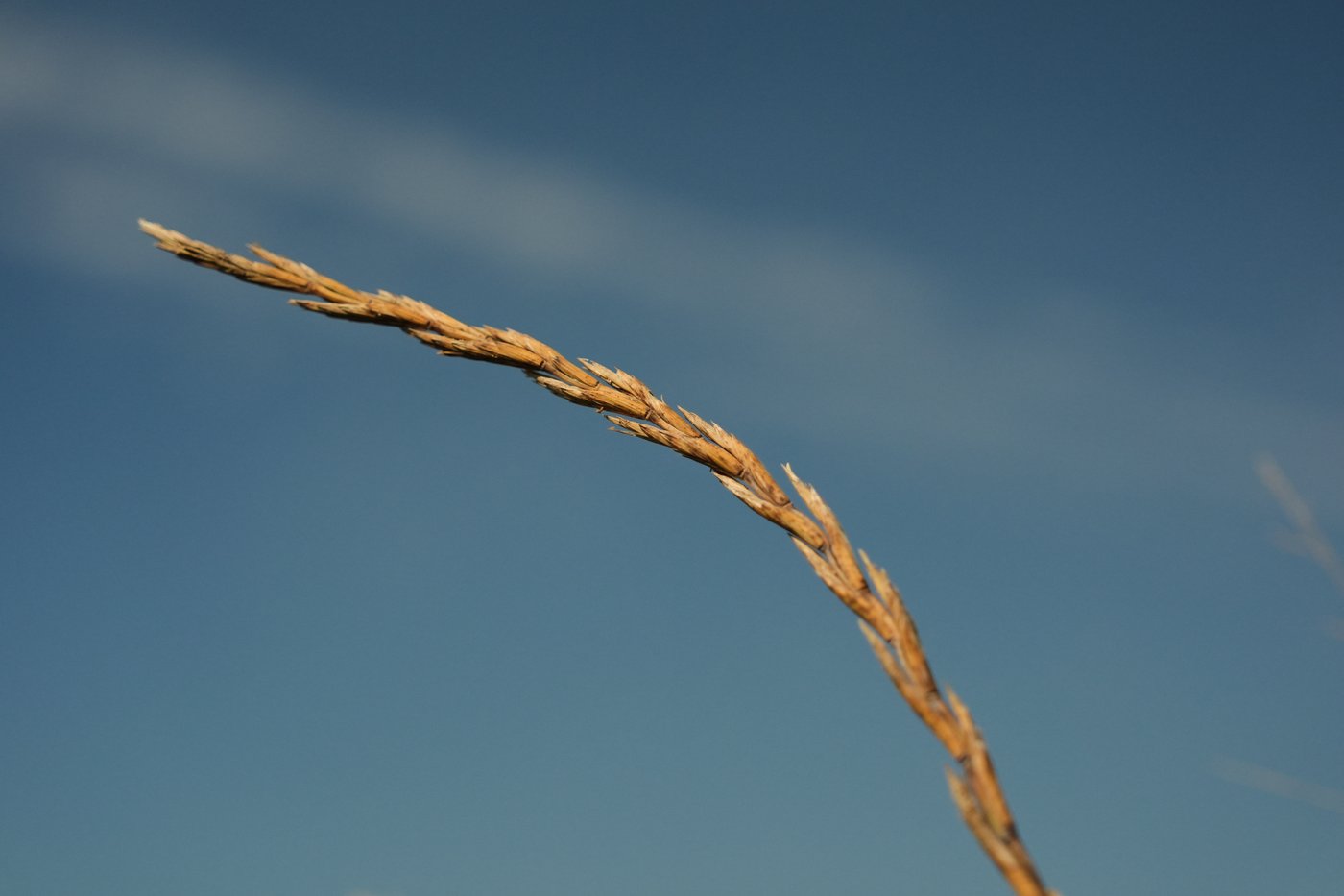 Farmers turn to perennial grains as one solution to extreme weather | iNFOnews.ca