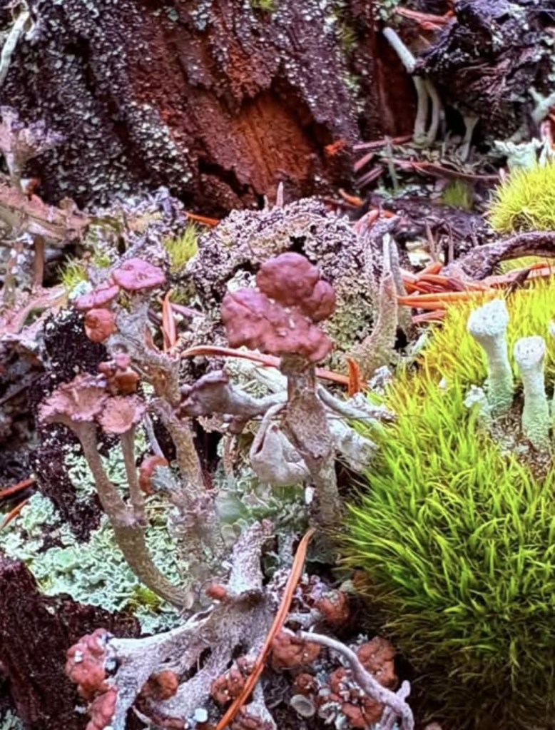 iN PHOTOS: Kamloops hiker finds whimsical world inside rotting stumps | iNFOnews.ca