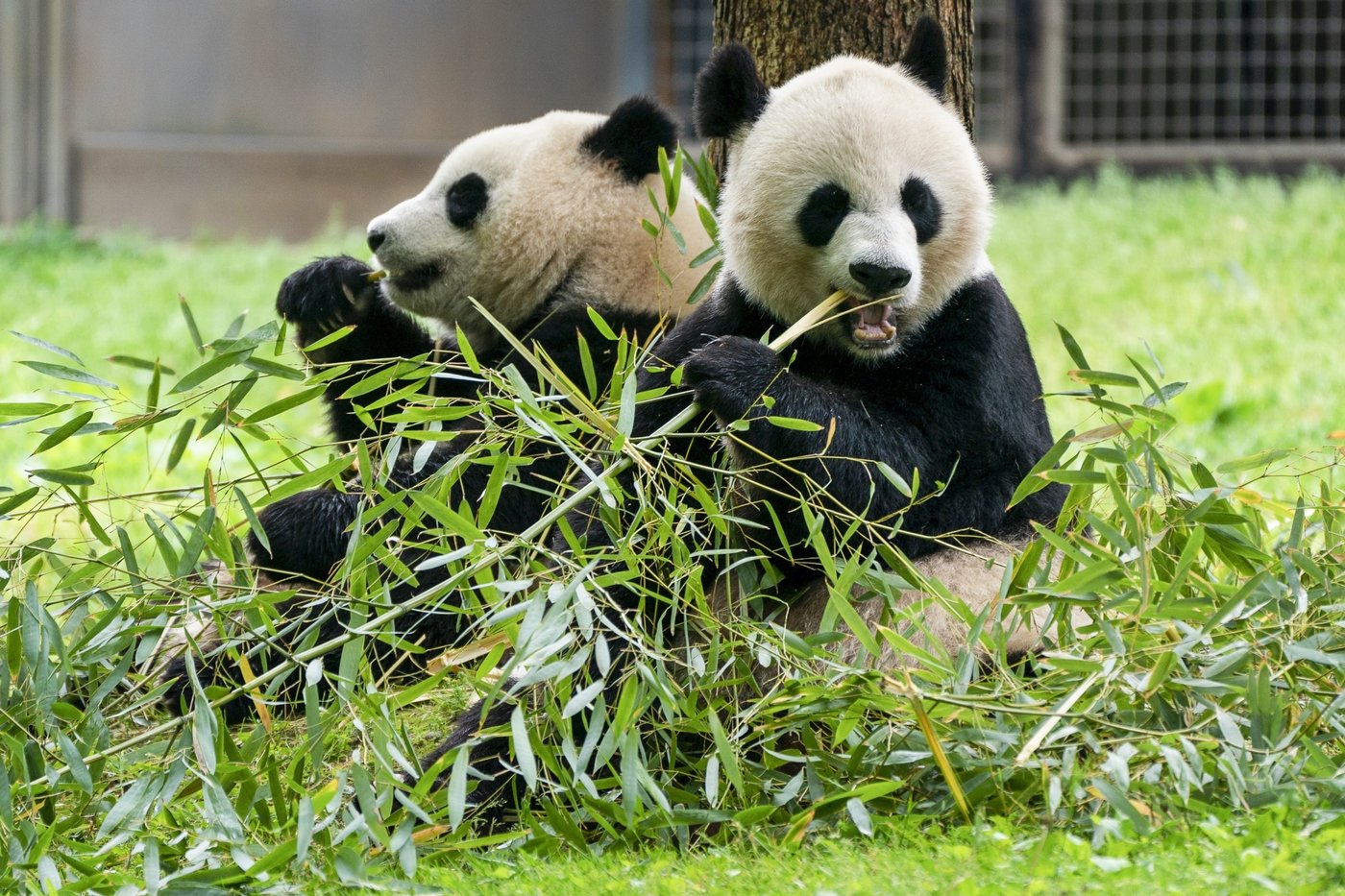 Pandas arrive at National Zoo, but won't be ready for public debut until January | iNFOnews.ca
