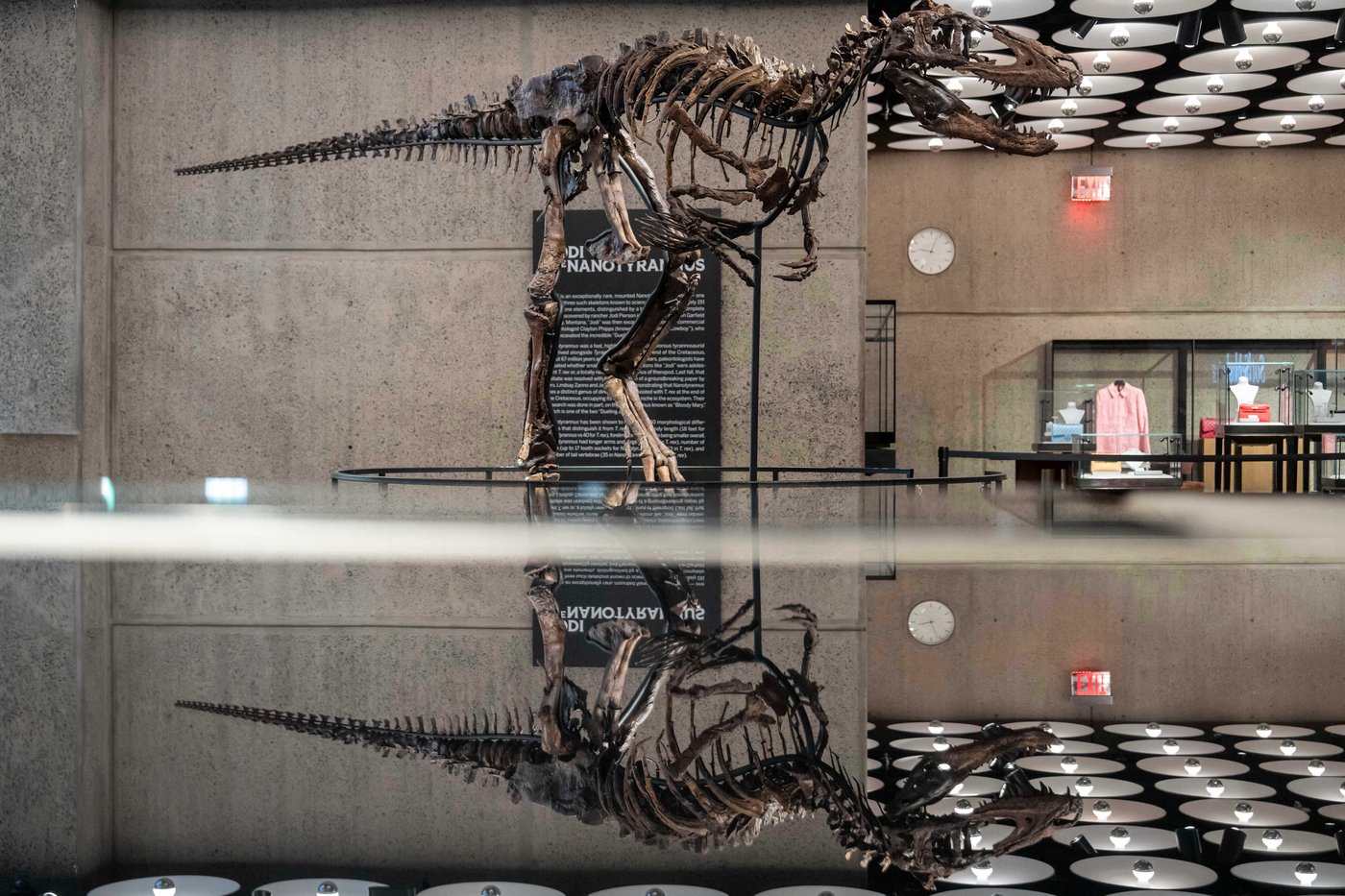 This fossil may look like a mini T. rex, but a Nanotyrannus just sold for a giant $47 million | iNFOnews.ca This fossil may look like a mini T. rex, but a Nanotyrannus just sold for a giant $47 million | iNFOnews.ca
