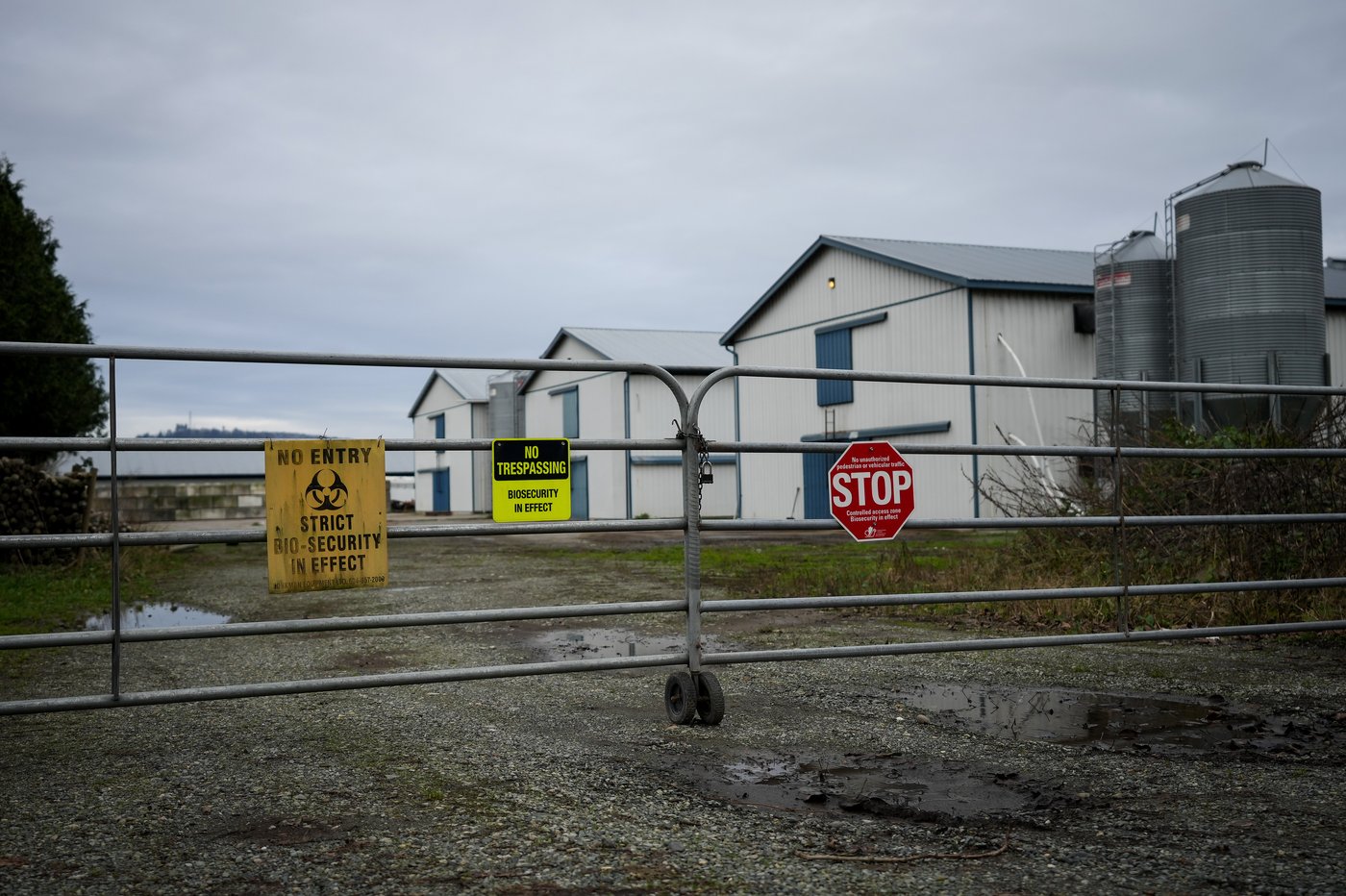 With 8.7m birds dead, B.C. farmers assess avian flu toll, and worry about what's next | iNFOnews.ca
