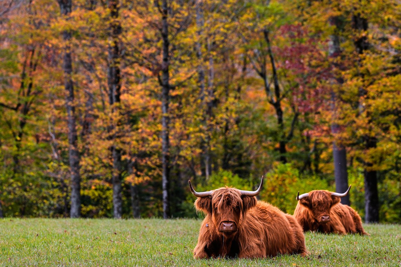 Drought has muted this year's leaf-peeping season, but pockets of brilliant colors remain | iNFOnews.ca Drought has muted this year's leaf-peeping season, but pockets of brilliant colors remain | iNFOnews.ca