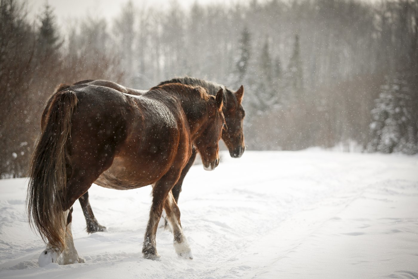 Alberta gets federal approval to test birth control vaccine on wild horses | iNFOnews.ca Alberta gets federal approval to test birth control vaccine on wild horses | iNFOnews.ca
