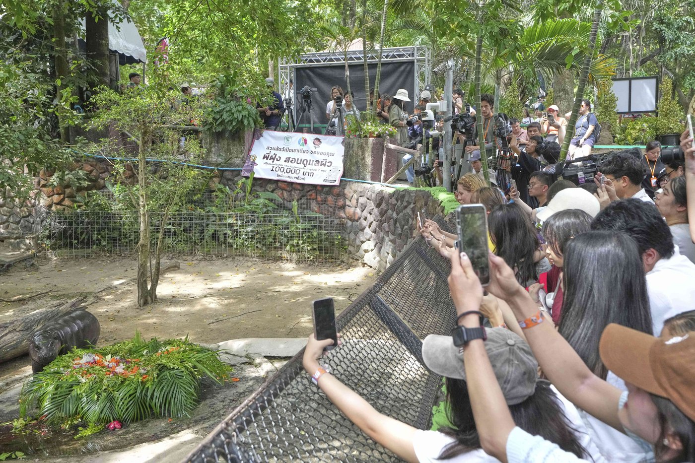 Thousands celebrate baby hippo Moo Deng's first birthday at a Thailand zoo | iNFOnews.ca