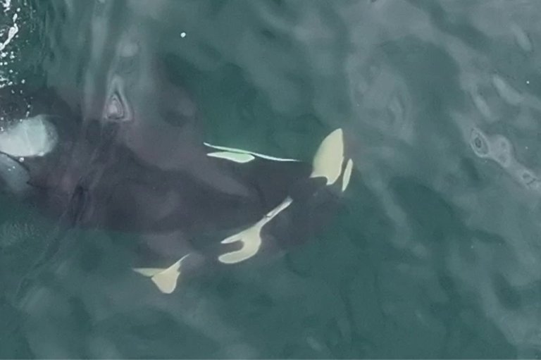 Dead calf was still attached to umbilical cord while pushed by southern resident J36 | iNFOnews.ca