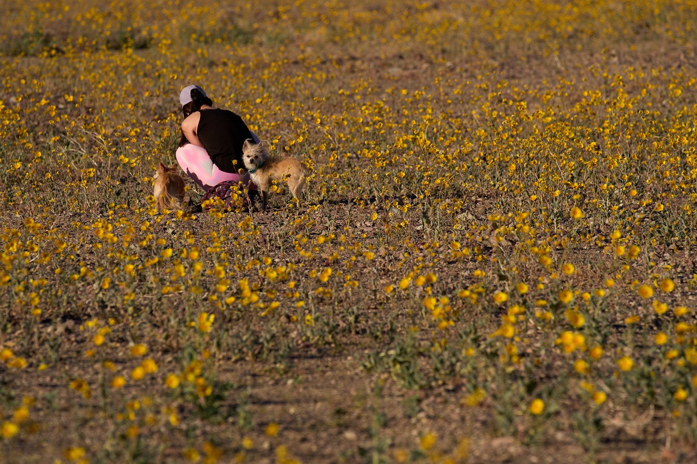 Wildflowers are blooming in the driest place in North America - but not for long | iNFOnews.ca