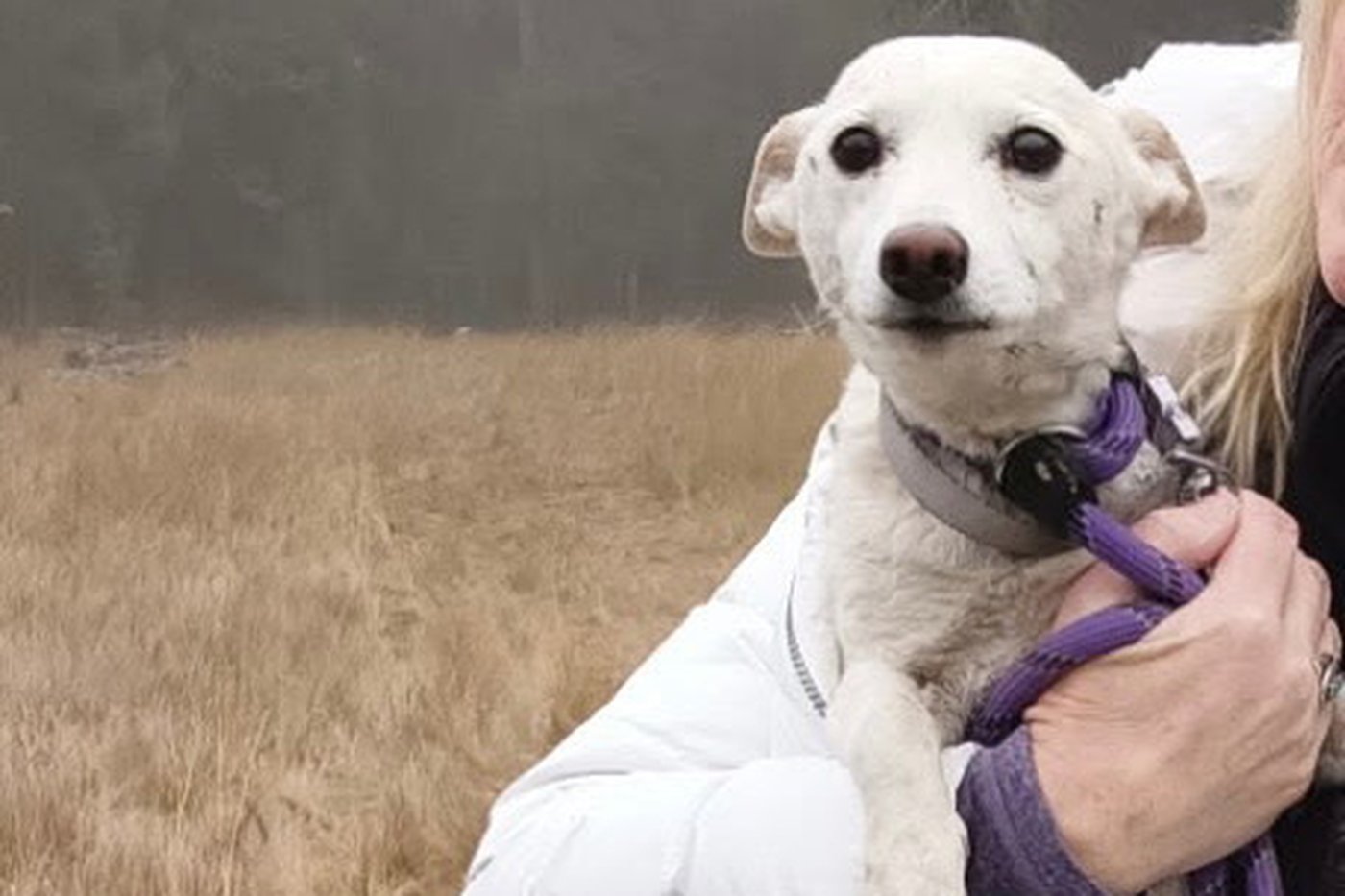 Luna, a small dog missing for over a month in Yellowstone, is reunited with her owners | iNFOnews.ca Luna, a small dog missing for over a month in Yellowstone, is reunited with her owners | iNFOnews.ca