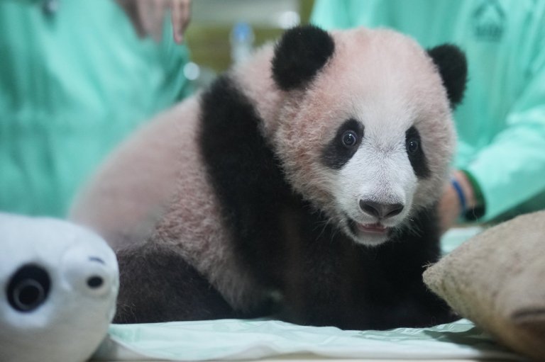 Indonesia's first giant panda cub, Rio, is growing and healthy before his public debut | iNFOnews.ca