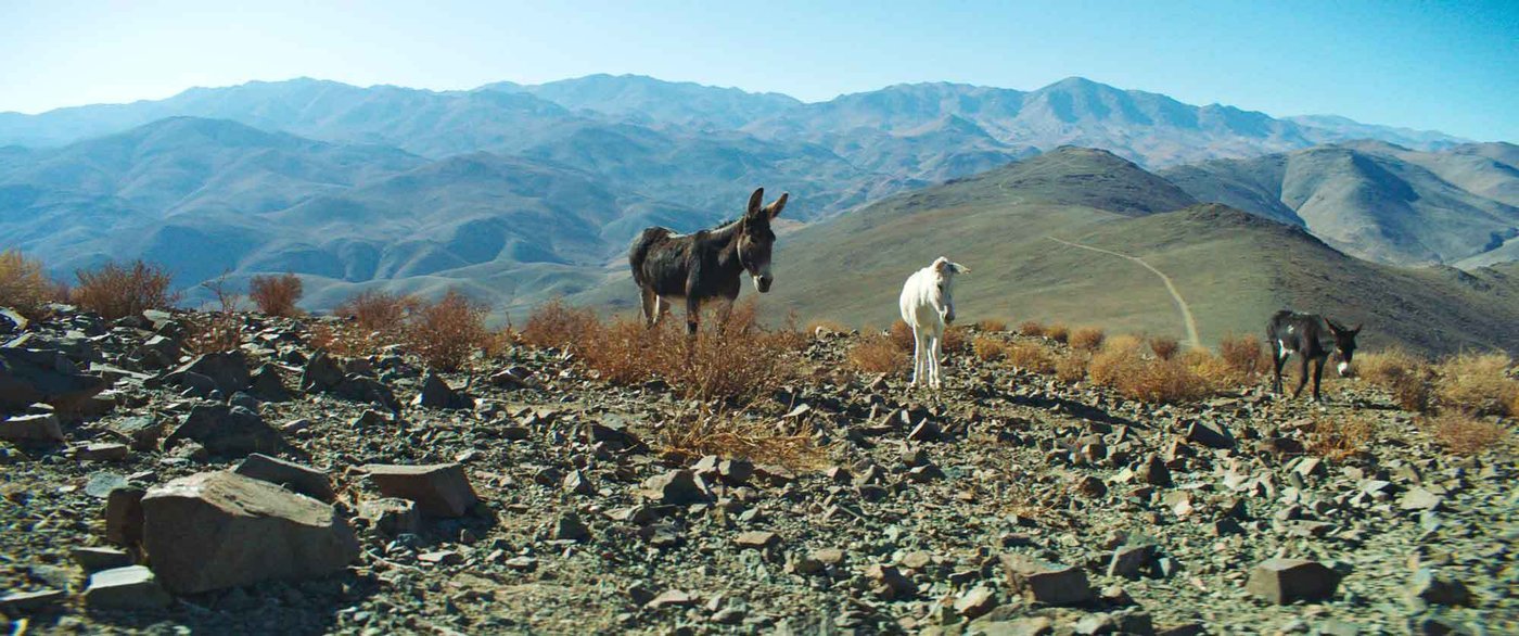 Ass backwards: How a Canadian donkey documentary is defying Oscars conventions | iNFOnews.ca Ass backwards: How a Canadian donkey documentary is defying Oscars conventions | iNFOnews.ca