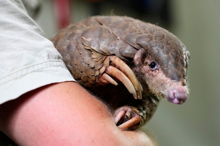 These shy, scaly anteaters are the most trafficked mammals in the world | iNFOnews.ca
