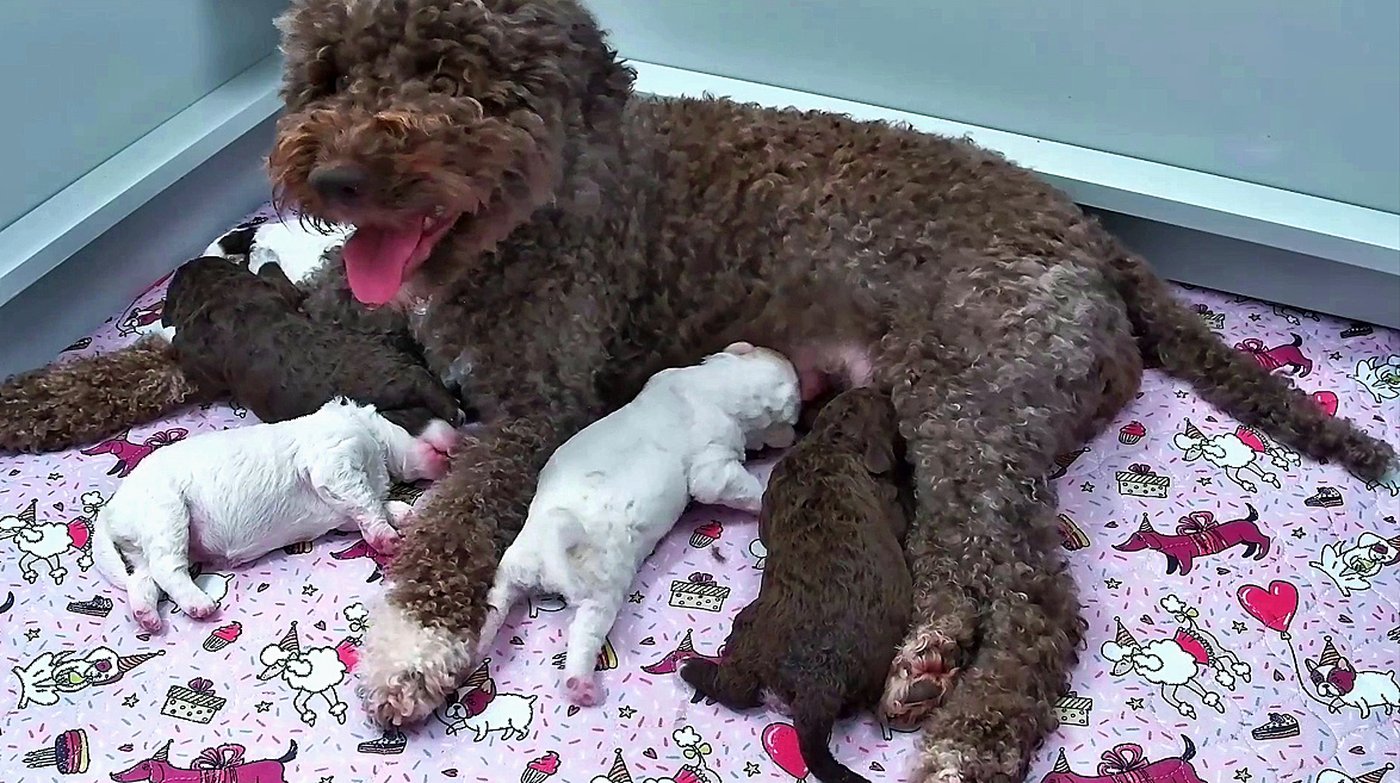 Need a smile? This livestream features 6 puppies all day long | iNFOnews.ca