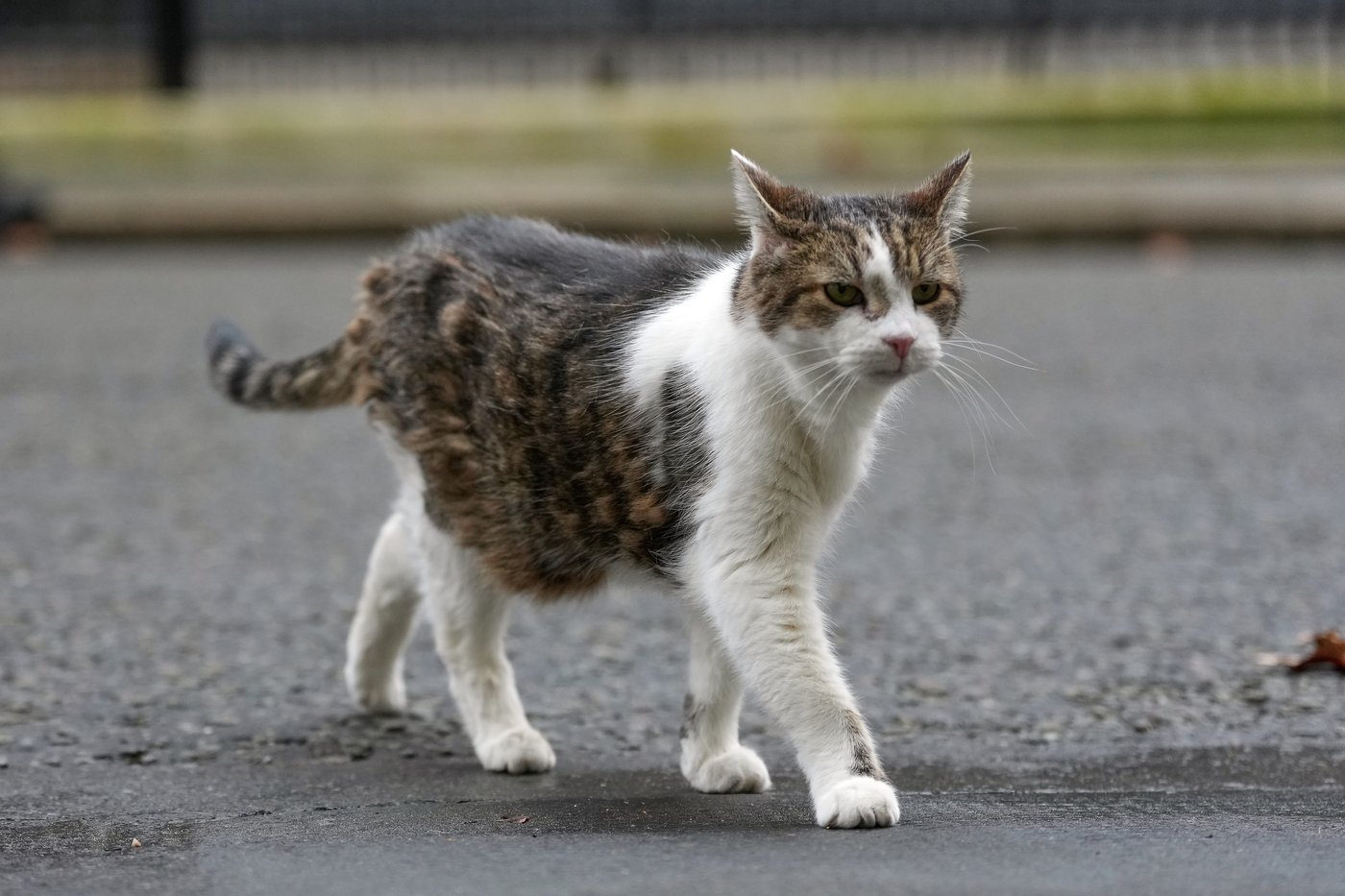 Larry the cat, Britain's Chief Mouser at 10 Downing Street for 15 years, in photos | iNFOnews.ca