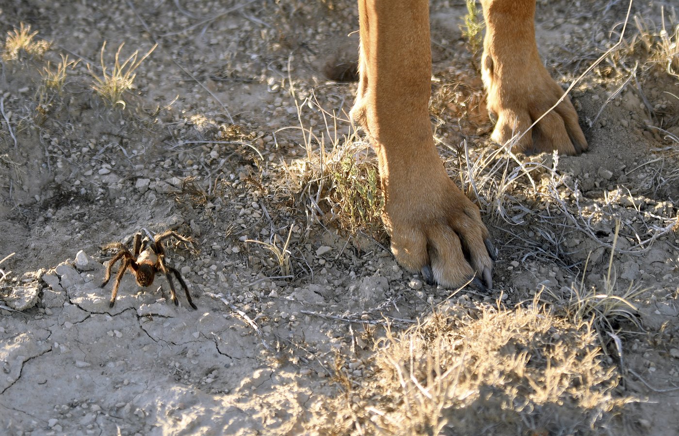 Spider lovers scurry to Colorado town in search of mating tarantulas and community | iNFOnews.ca Spider lovers scurry to Colorado town in search of mating tarantulas and community | iNFOnews.ca