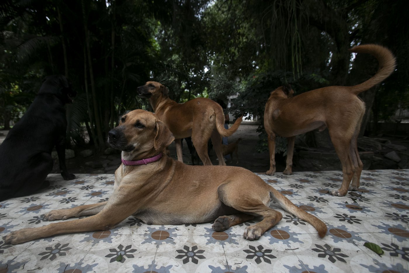 These Brazilian caramel-colored stray dogs were long overlooked. Now, they're having a major moment | iNFOnews.ca