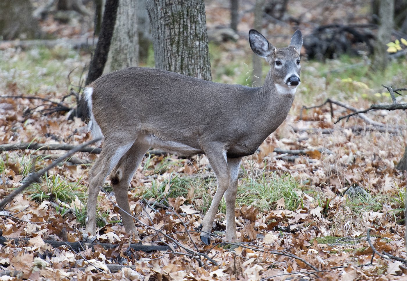 Montreal suburb begins controversial deer cull to reduce population in local park | iNFOnews.ca