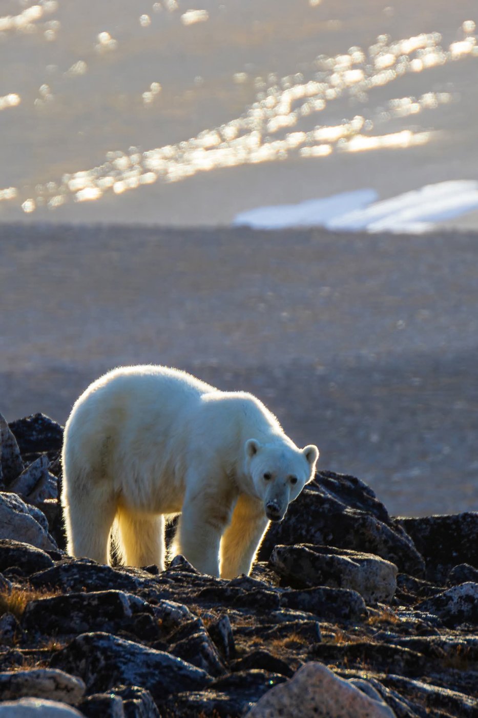 Worker interested in taking polar bear photos at Nunavut site before he was killed | iNFOnews.ca