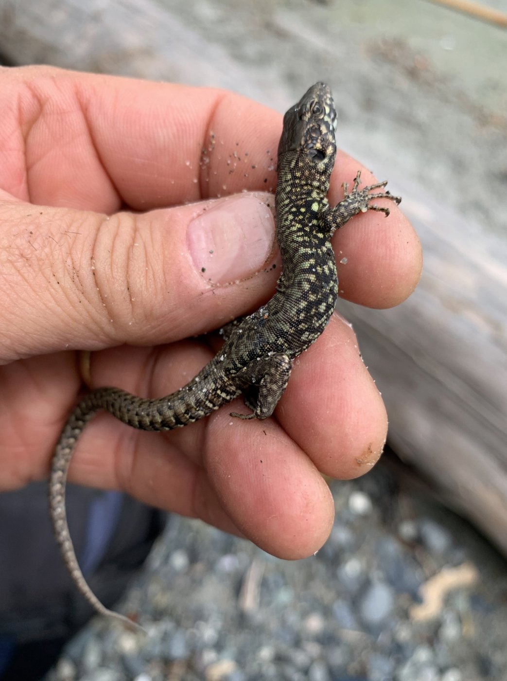 Slugs gone, bugs gone, strawberries thriving as invasive lizards boom in B.C. | iNFOnews.ca Slugs gone, bugs gone, strawberries thriving as invasive lizards boom in B.C. | iNFOnews.ca