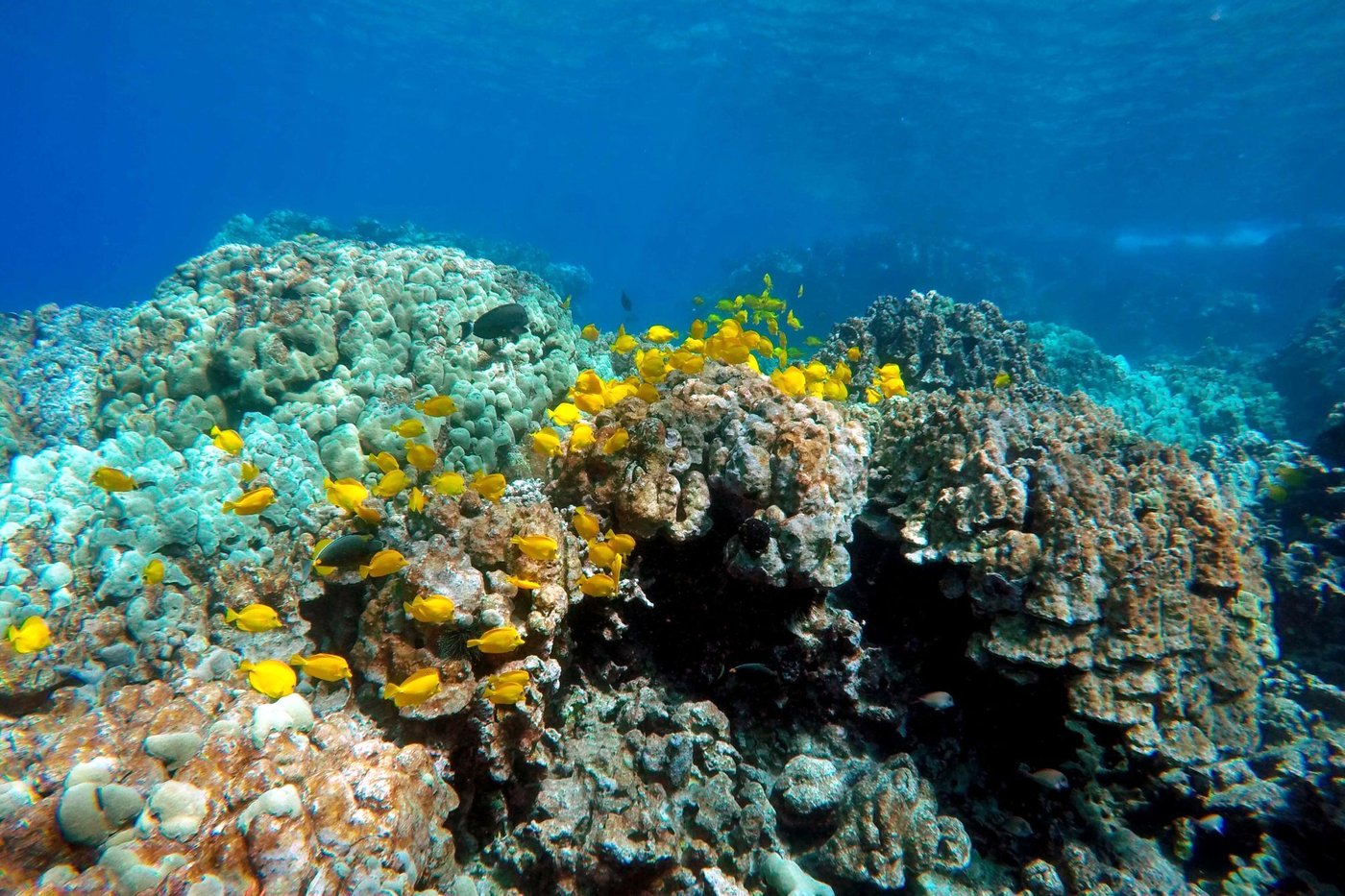 A do-or-die moment for one of Hawaii's most contested trades | iNFOnews.ca