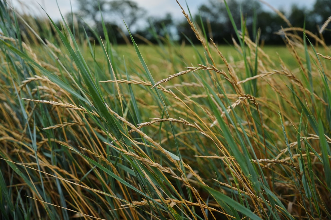 Farmers turn to perennial grains as one solution to extreme weather | iNFOnews.ca