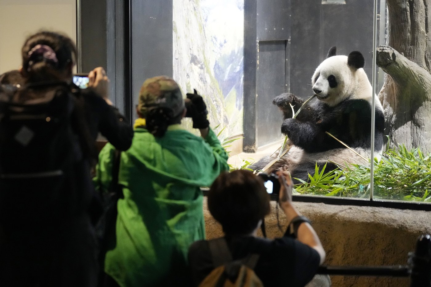 Japanese fans bid farewell to beloved panda pair before their return to China | iNFOnews.ca