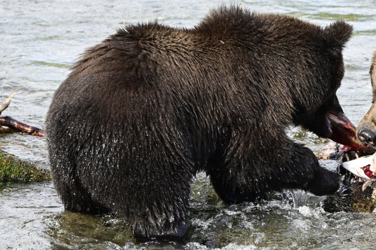 What to know about Fat Bear Week, a competition to be the chonkiest brown bear | iNFOnews.ca