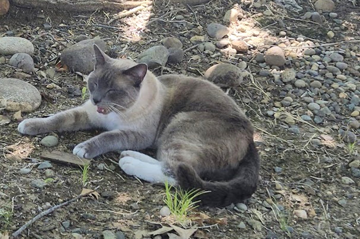 A lost cat's mysterious 2-month, 900-mile journey home to California | iNFOnews.ca
