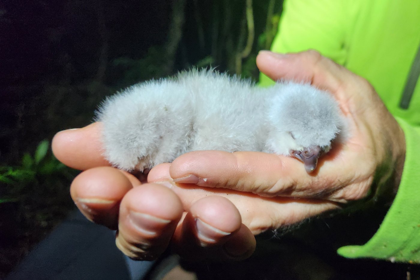 A bumper berry harvest has New Zealand's weird flightless parrot in a rare mood for romance | iNFOnews.ca A bumper berry harvest has New Zealand's weird flightless parrot in a rare mood for romance | iNFOnews.ca