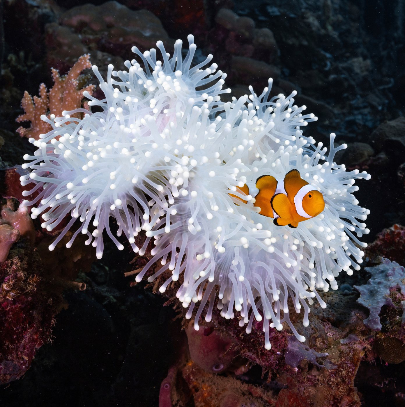 Clownfish shrink their bodies to survive ocean heat waves | iNFOnews.ca