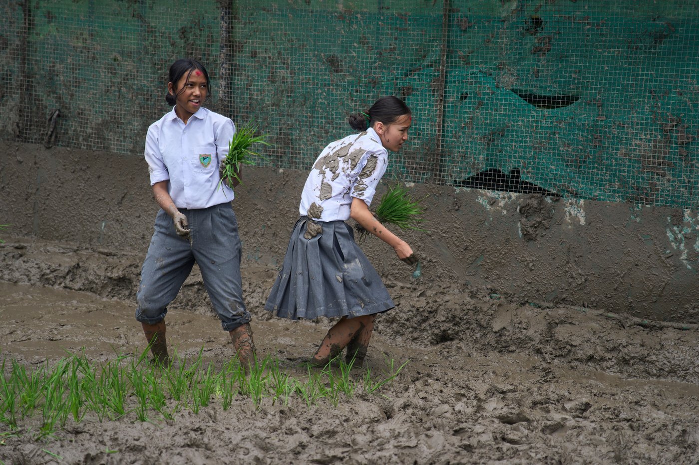 Photo show Paddy Day, the festival marking the start of the rice planting season in Nepal | iNFOnews.ca