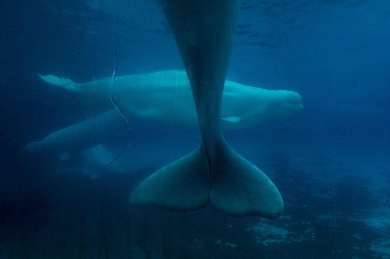 Ottawa denies Marineland request to export its remaining beluga whales to China | iNFOnews.ca