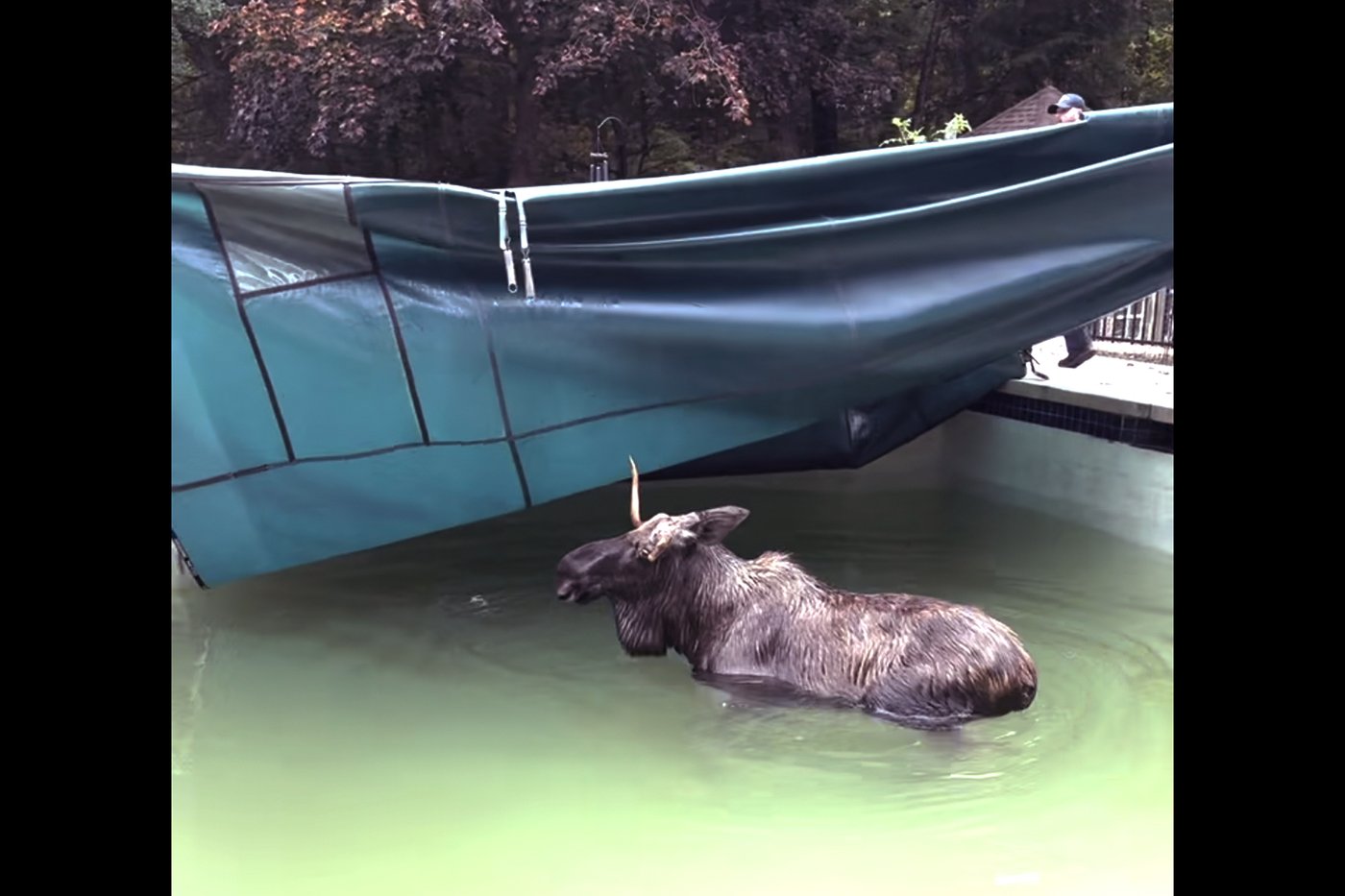 A moose was rescued from a swimming pool in New Hampshire | iNFOnews.ca