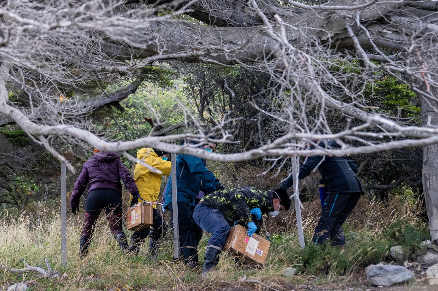Argentines hunting for source of hantavirus outbreak trap rats in southernmost city | iNFOnews.ca Argentines hunting for source of hantavirus outbreak trap rats in southernmost city | iNFOnews.ca