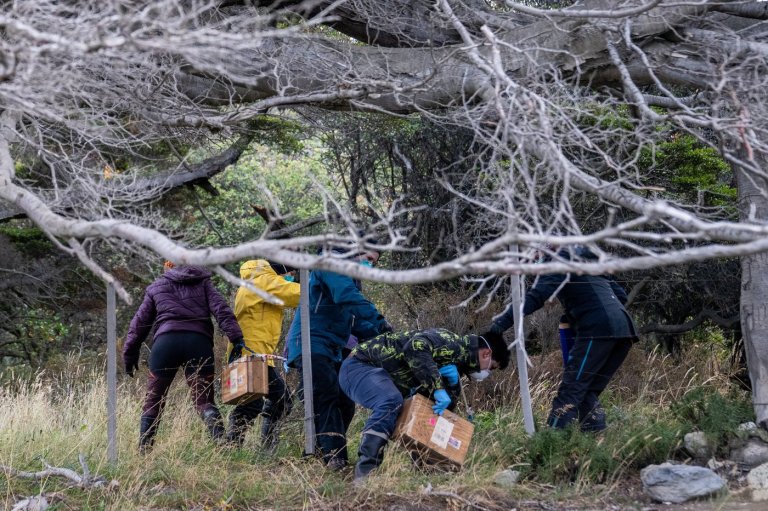 Argentines hunting for source of hantavirus outbreak trap rats in southernmost city | iNFOnews.ca