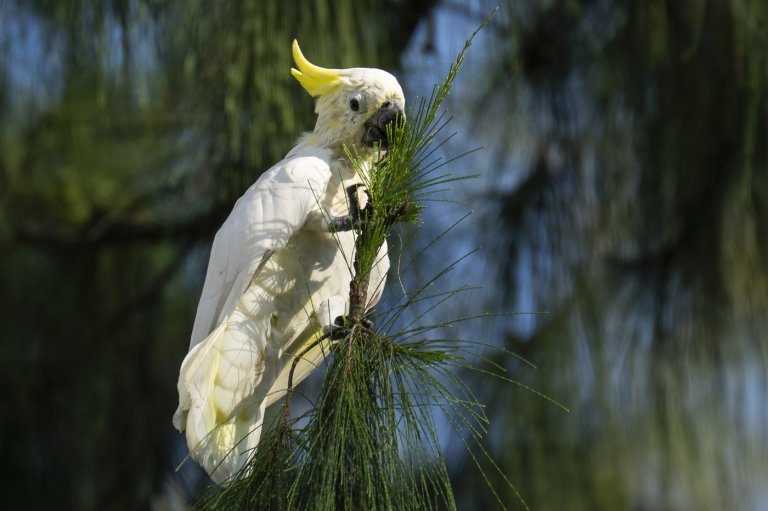 Nest boxes help endangered cockatoos find homes in urban Hong Kong | iNFOnews.ca