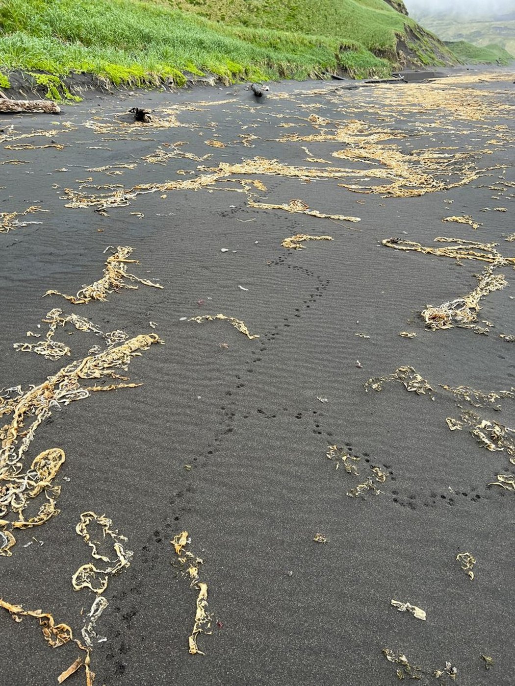 Why an Alaska island is using peanut butter and black lights to find a rat that might not exist | iNFOnews.ca Why an Alaska island is using peanut butter and black lights to find a rat that might not exist | iNFOnews.ca
