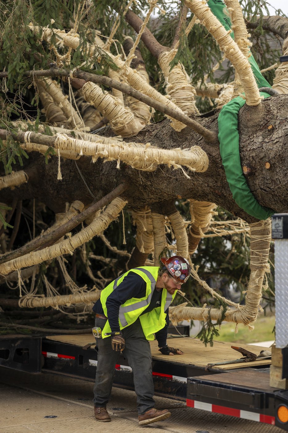 A green giant: This year's 74-foot Rockefeller Center Christmas tree is en route from Massachusetts | iNFOnews.ca