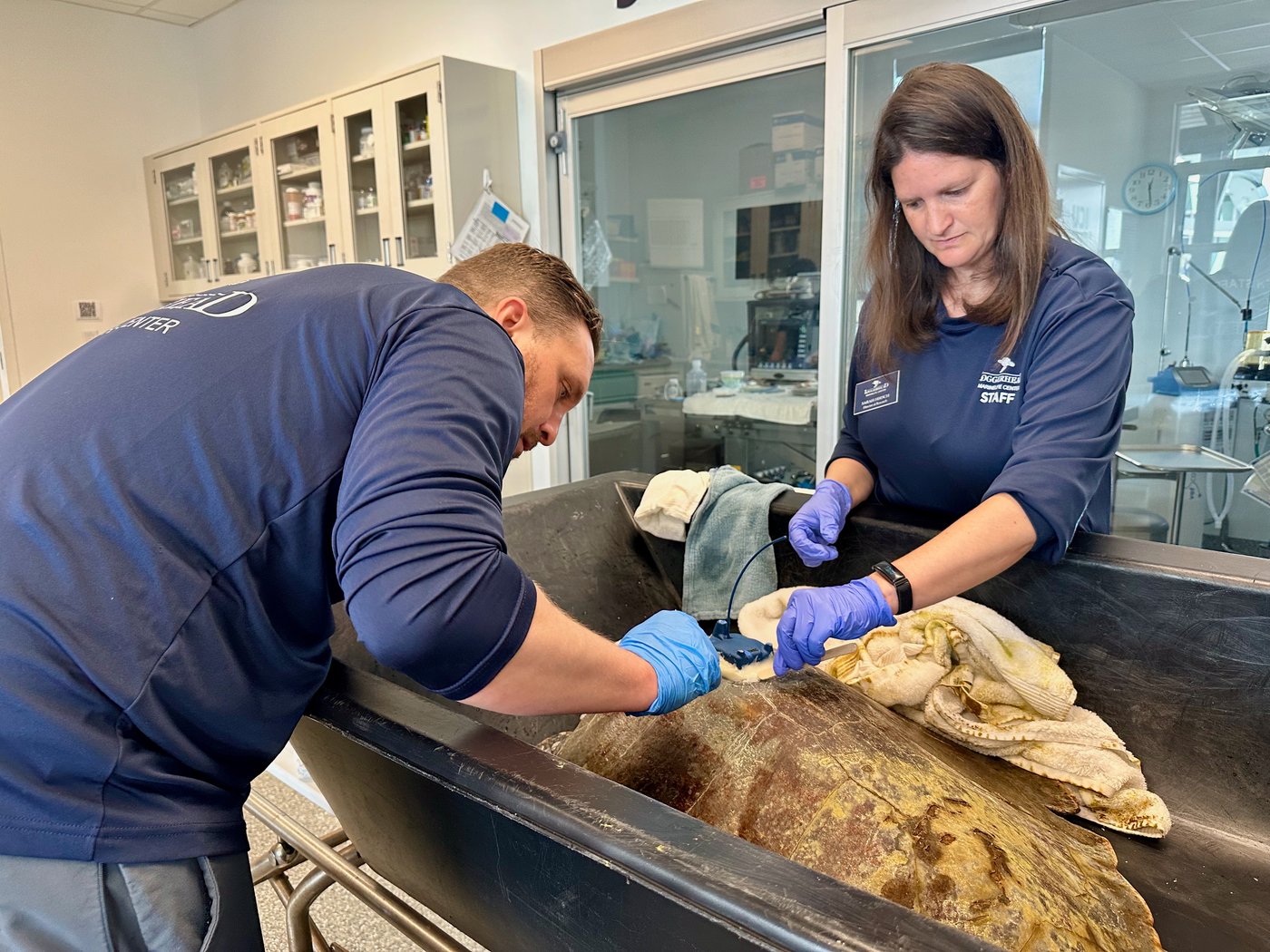 A 3-limbed Kemp's ridley sea turtle is now being tracked at sea by satellite | iNFOnews.ca A 3-limbed Kemp's ridley sea turtle is now being tracked at sea by satellite | iNFOnews.ca